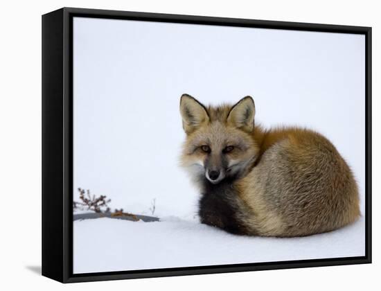 Redfox (Vulpes Vulpes), Churchill, Hudson Bay, Manitoba, Canada-Thorsten Milse-Framed Stretched Canvas