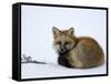 Redfox (Vulpes Vulpes), Churchill, Hudson Bay, Manitoba, Canada-Thorsten Milse-Framed Stretched Canvas