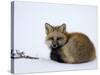 Redfox (Vulpes Vulpes), Churchill, Hudson Bay, Manitoba, Canada-Thorsten Milse-Stretched Canvas