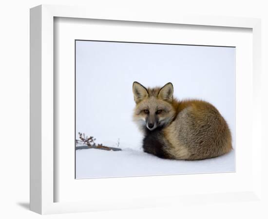 Redfox (Vulpes Vulpes), Churchill, Hudson Bay, Manitoba, Canada-Thorsten Milse-Framed Photographic Print