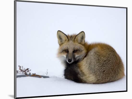 Redfox (Vulpes Vulpes), Churchill, Hudson Bay, Manitoba, Canada-Thorsten Milse-Mounted Photographic Print