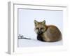 Redfox (Vulpes Vulpes), Churchill, Hudson Bay, Manitoba, Canada-Thorsten Milse-Framed Photographic Print