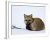 Redfox (Vulpes Vulpes), Churchill, Hudson Bay, Manitoba, Canada-Thorsten Milse-Framed Photographic Print