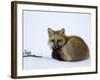 Redfox (Vulpes Vulpes), Churchill, Hudson Bay, Manitoba, Canada-Thorsten Milse-Framed Photographic Print