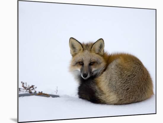Redfox (Vulpes Vulpes), Churchill, Hudson Bay, Manitoba, Canada-Thorsten Milse-Mounted Photographic Print