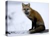 Redfox (Vulpes Vulpes), Churchill, Hudson Bay, Manitoba, Canada-Thorsten Milse-Stretched Canvas