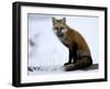 Redfox (Vulpes Vulpes), Churchill, Hudson Bay, Manitoba, Canada-Thorsten Milse-Framed Photographic Print