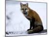 Redfox (Vulpes Vulpes), Churchill, Hudson Bay, Manitoba, Canada-Thorsten Milse-Mounted Photographic Print