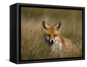 Redfox, (Vulpes Vulpes), Fischland, Mecklenburg-Vorpommern, Germany-Thorsten Milse-Framed Stretched Canvas