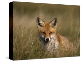 Redfox, (Vulpes Vulpes), Fischland, Mecklenburg-Vorpommern, Germany-Thorsten Milse-Stretched Canvas