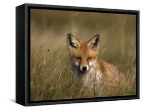 Redfox, (Vulpes Vulpes), Fischland, Mecklenburg-Vorpommern, Germany-Thorsten Milse-Framed Stretched Canvas