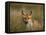 Redfox, (Vulpes Vulpes), Fischland, Mecklenburg-Vorpommern, Germany-Thorsten Milse-Framed Stretched Canvas