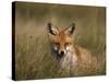 Redfox, (Vulpes Vulpes), Fischland, Mecklenburg-Vorpommern, Germany-Thorsten Milse-Stretched Canvas