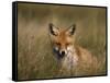 Redfox, (Vulpes Vulpes), Fischland, Mecklenburg-Vorpommern, Germany-Thorsten Milse-Framed Stretched Canvas