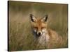 Redfox, (Vulpes Vulpes), Fischland, Mecklenburg-Vorpommern, Germany-Thorsten Milse-Stretched Canvas