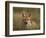 Redfox, (Vulpes Vulpes), Fischland, Mecklenburg-Vorpommern, Germany-Thorsten Milse-Framed Photographic Print