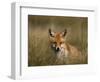 Redfox, (Vulpes Vulpes), Fischland, Mecklenburg-Vorpommern, Germany-Thorsten Milse-Framed Photographic Print