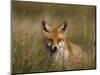 Redfox, (Vulpes Vulpes), Fischland, Mecklenburg-Vorpommern, Germany-Thorsten Milse-Mounted Photographic Print