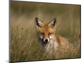 Redfox, (Vulpes Vulpes), Fischland, Mecklenburg-Vorpommern, Germany-Thorsten Milse-Mounted Photographic Print