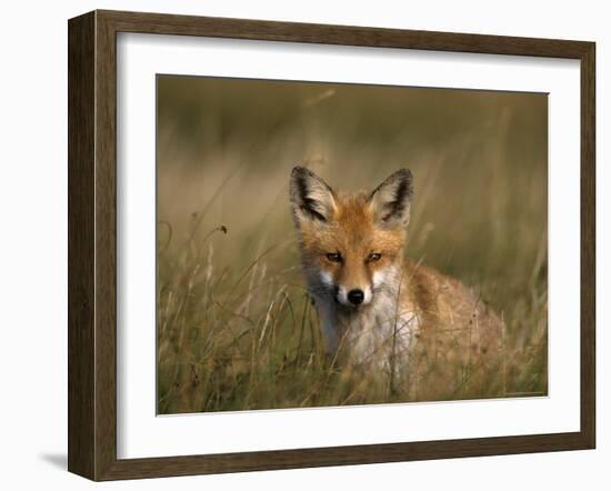 Redfox, (Vulpes Vulpes), Fischland, Mecklenburg-Vorpommern, Germany-Thorsten Milse-Framed Photographic Print