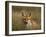 Redfox, (Vulpes Vulpes), Fischland, Mecklenburg-Vorpommern, Germany-Thorsten Milse-Framed Photographic Print