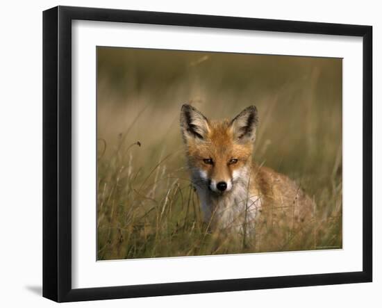 Redfox, (Vulpes Vulpes), Fischland, Mecklenburg-Vorpommern, Germany-Thorsten Milse-Framed Photographic Print