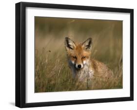 Redfox, (Vulpes Vulpes), Fischland, Mecklenburg-Vorpommern, Germany-Thorsten Milse-Framed Photographic Print