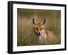 Redfox, (Vulpes Vulpes), Fischland, Mecklenburg-Vorpommern, Germany-Thorsten Milse-Framed Photographic Print