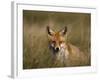 Redfox, (Vulpes Vulpes), Fischland, Mecklenburg-Vorpommern, Germany-Thorsten Milse-Framed Photographic Print