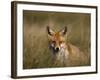 Redfox, (Vulpes Vulpes), Fischland, Mecklenburg-Vorpommern, Germany-Thorsten Milse-Framed Photographic Print