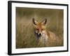 Redfox, (Vulpes Vulpes), Fischland, Mecklenburg-Vorpommern, Germany-Thorsten Milse-Framed Photographic Print