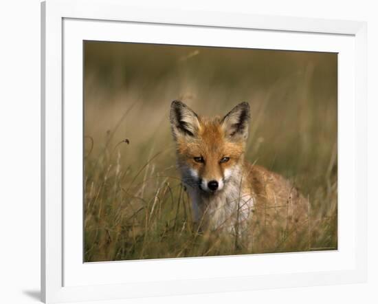 Redfox, (Vulpes Vulpes), Fischland, Mecklenburg-Vorpommern, Germany-Thorsten Milse-Framed Photographic Print