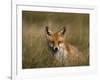 Redfox, (Vulpes Vulpes), Fischland, Mecklenburg-Vorpommern, Germany-Thorsten Milse-Framed Photographic Print