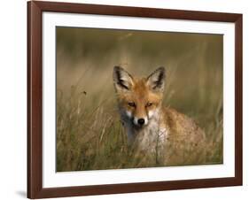 Redfox, (Vulpes Vulpes), Fischland, Mecklenburg-Vorpommern, Germany-Thorsten Milse-Framed Photographic Print