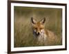 Redfox, (Vulpes Vulpes), Fischland, Mecklenburg-Vorpommern, Germany-Thorsten Milse-Framed Photographic Print