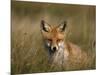 Redfox, (Vulpes Vulpes), Fischland, Mecklenburg-Vorpommern, Germany-Thorsten Milse-Mounted Photographic Print