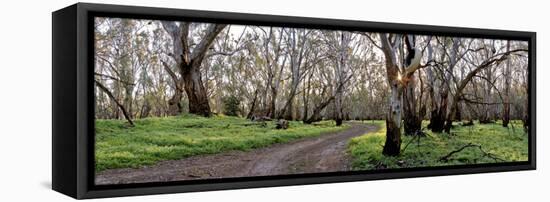 Redgum Forest-Wayne Bradbury-Framed Stretched Canvas