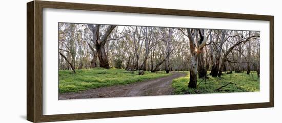 Redgum Forest-Wayne Bradbury-Framed Photographic Print