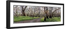 Redgum Forest-Wayne Bradbury-Framed Photographic Print