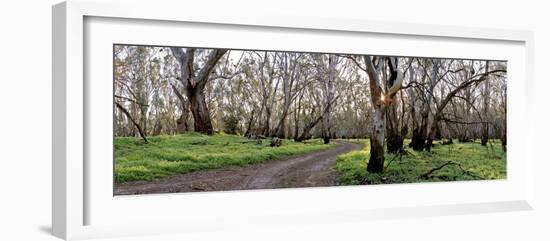 Redgum Forest-Wayne Bradbury-Framed Photographic Print