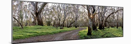 Redgum Forest-Wayne Bradbury-Mounted Photographic Print