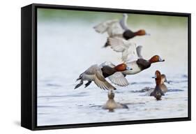 Redhead Duck (Aythya americana) flock flying from freshwater pond near Laguna Madre, Texas.-Larry Ditto-Framed Stretched Canvas