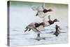 Redhead Duck (Aythya americana) flock flying from freshwater pond near Laguna Madre, Texas.-Larry Ditto-Stretched Canvas