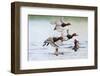 Redhead Duck (Aythya americana) flock flying from freshwater pond near Laguna Madre, Texas.-Larry Ditto-Framed Photographic Print