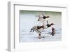 Redhead Duck (Aythya americana) flock flying from freshwater pond near Laguna Madre, Texas.-Larry Ditto-Framed Photographic Print