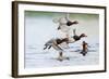 Redhead Duck (Aythya americana) flock flying from freshwater pond near Laguna Madre, Texas.-Larry Ditto-Framed Photographic Print