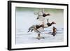 Redhead Duck (Aythya americana) flock flying from freshwater pond near Laguna Madre, Texas.-Larry Ditto-Framed Photographic Print