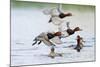 Redhead Duck (Aythya americana) flock flying from freshwater pond near Laguna Madre, Texas.-Larry Ditto-Mounted Photographic Print