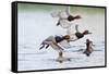 Redhead Duck (Aythya americana) flock flying from freshwater pond near Laguna Madre, Texas.-Larry Ditto-Framed Stretched Canvas