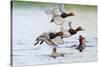 Redhead Duck (Aythya americana) flock flying from freshwater pond near Laguna Madre, Texas.-Larry Ditto-Stretched Canvas